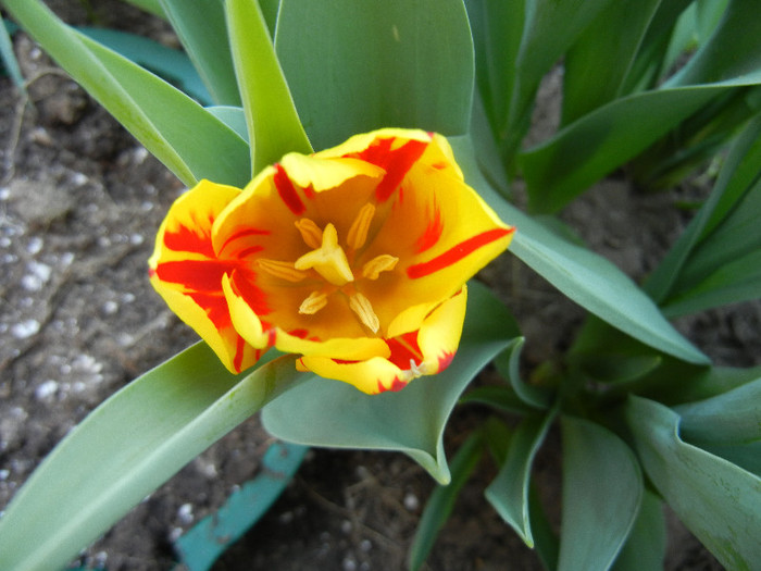 Tulipa Mickey Mouse (2012, April 23) - Tulipa Mickey Mouse