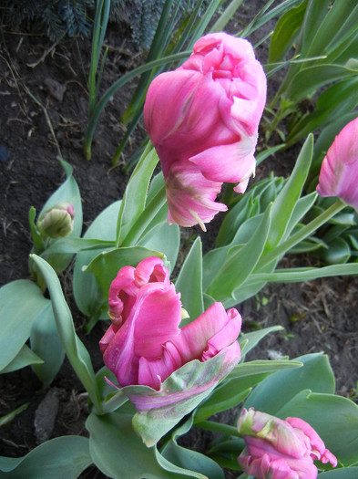 Tulipa Rai (2012, April 21) - Tulipa Rai Parrot