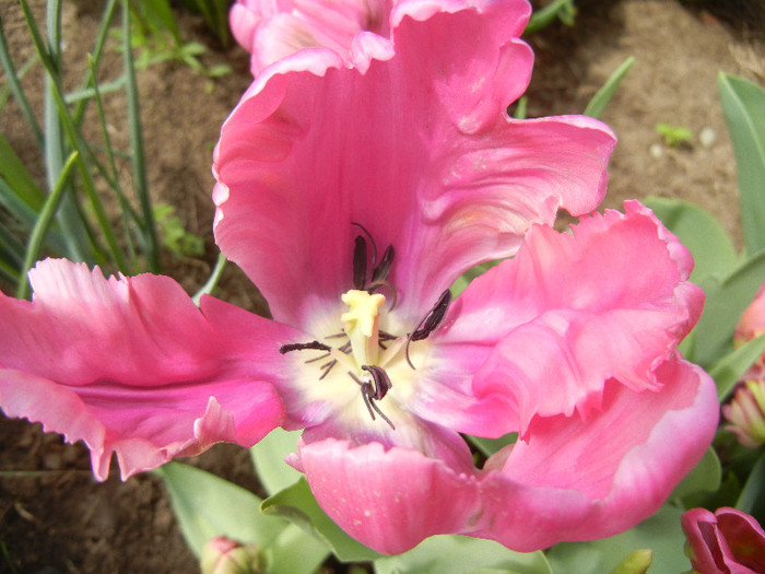 Tulipa Rai (2012, April 21)