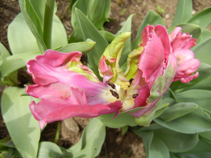 Tulipa Rai (2012, April 21) - Tulipa Rai Parrot