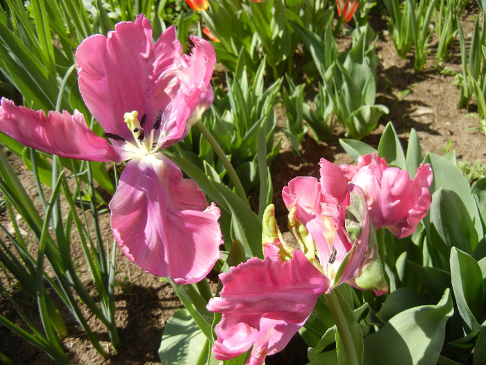 Tulipa Rai (2012, April 22) - Tulipa Rai Parrot
