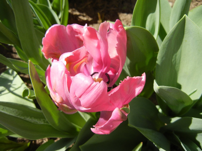 Tulipa Rai (2012, April 22) - Tulipa Rai Parrot