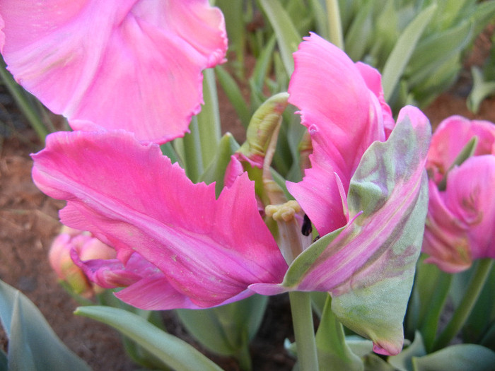 Tulipa Rai (2012, April 22) - Tulipa Rai Parrot