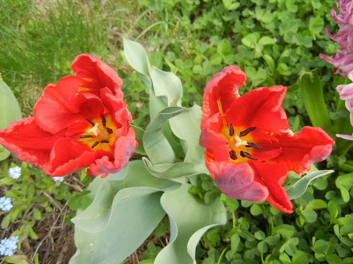Tulipa Rococo (2012, April 17)