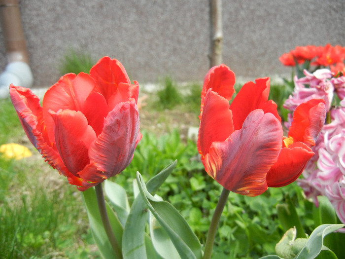 Tulipa Rococo (2012, April 17)