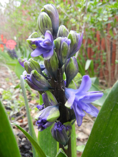 Hyacinth Isabelle (2012, April 20) - Hyacinth Isabelle