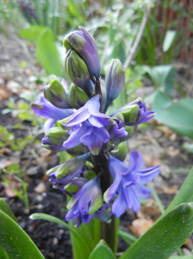 Hyacinth Isabelle (2012, April 21)