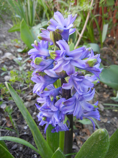 Hyacinth Isabelle (2012, April 22)