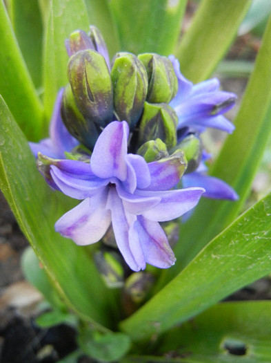 Hyacinth Isabelle (2012, April 22) - Hyacinth Isabelle