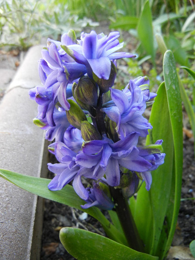 Hyacinth Isabelle (2012, April 22)