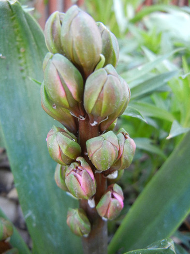 Hyacinth Eros (2012, April 22) - Hyacinth Eros