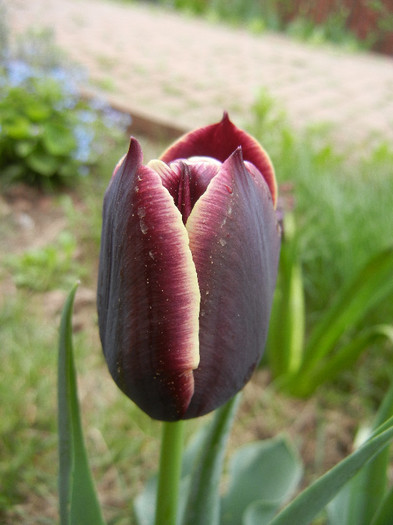 Tulipa Jackpot (2012, April 20) - Tulipa Jackpot