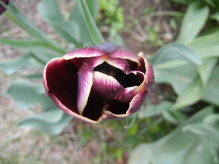 Tulipa Jackpot (2012, April 20) - Tulipa Jackpot