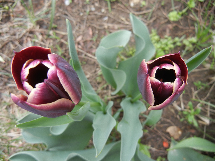 Tulipa Jackpot (2012, April 20) - Tulipa Jackpot