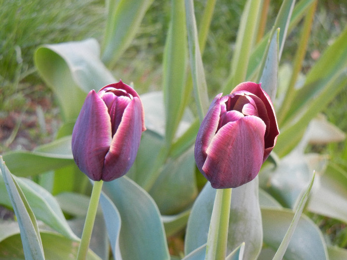 Tulipa Jackpot (2012, April 21) - Tulipa Jackpot