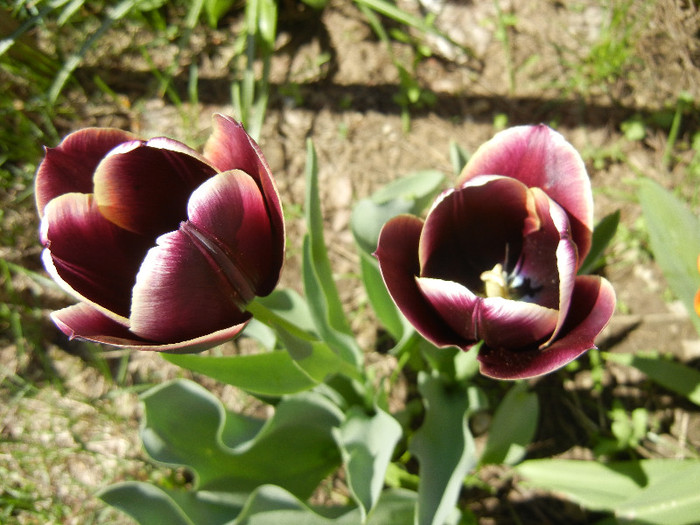 Tulipa Jackpot (2012, April 22) - Tulipa Jackpot