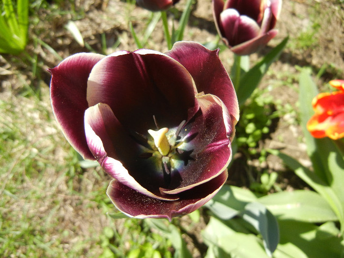 Tulipa Jackpot (2012, April 22) - Tulipa Jackpot