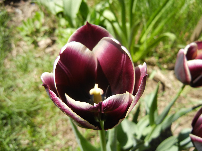 Tulipa Jackpot (2012, April 23) - Tulipa Jackpot