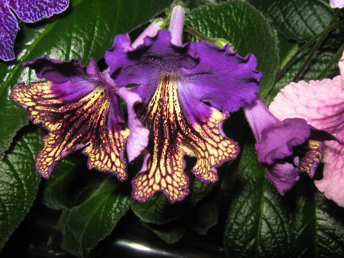  - streptocarpus Eve