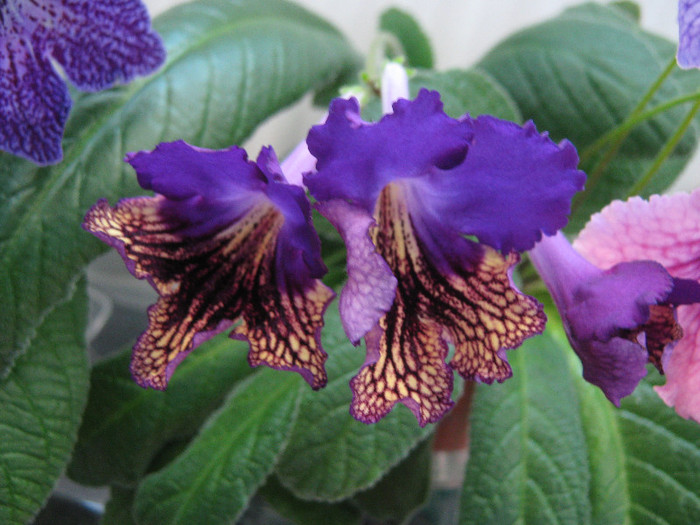  - streptocarpus Eve