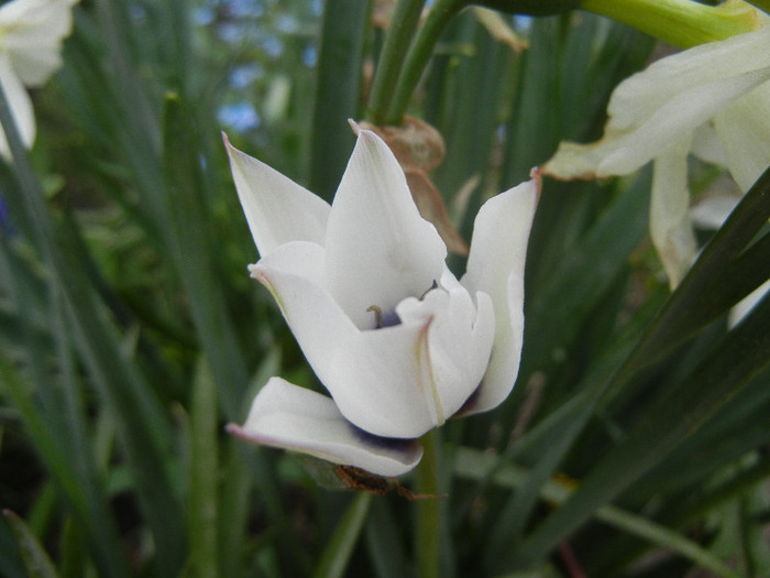 Tulip Alba Coerulea Oculata (2012, Apr.20) - Tulipa Alba Coerulea