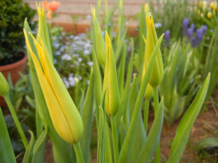 Tulipa Cistula (2012, April 22) - Tulipa Cistula