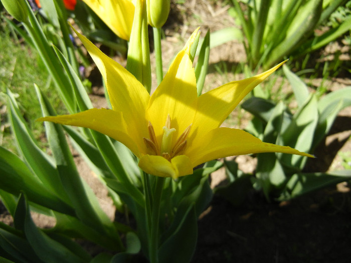Tulipa Cistula (2012, April 23) - Tulipa Cistula