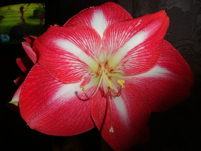 DSC02016 - Copy - amaryllis 2012