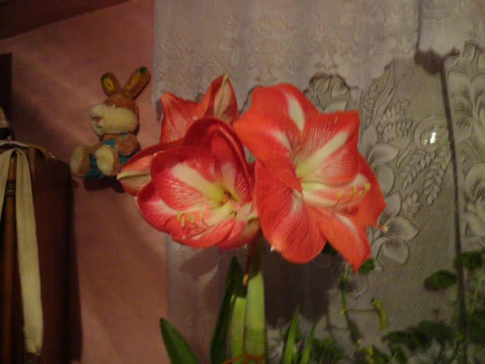 DSC02021 - amaryllis 2012