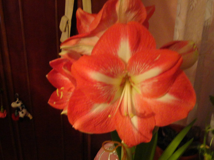 DSC02022 - amaryllis 2012