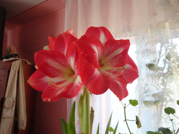 DSC02027 - amaryllis 2012