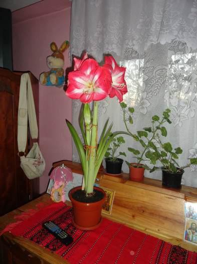 DSC02029 - amaryllis 2012