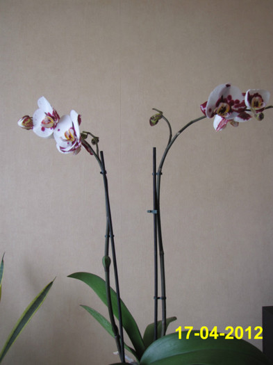 Orhidee 17 apr 2012 (1) - orhidee