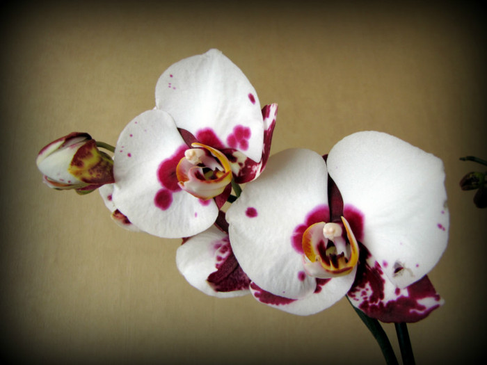 Orhidee 17 apr 2012 (2)