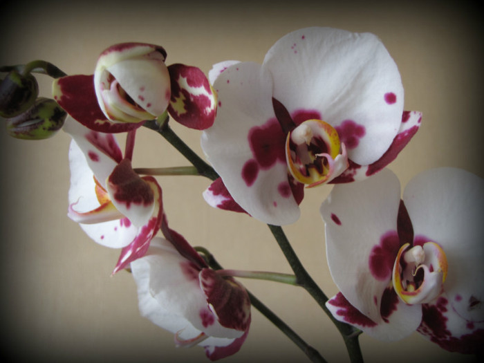 Orhidee 17 apr 2012 (4)