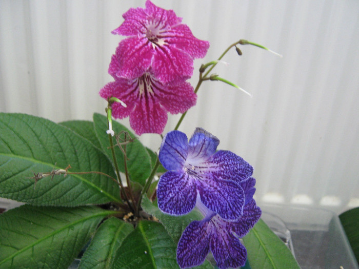 cf natasha,Shenandoah s Sugar Plum - streptocarpusi
