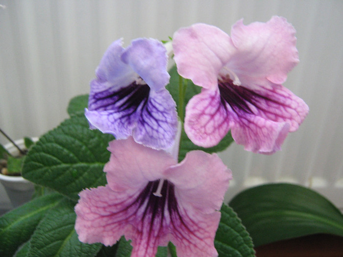  - streptocarpus DS Mistika