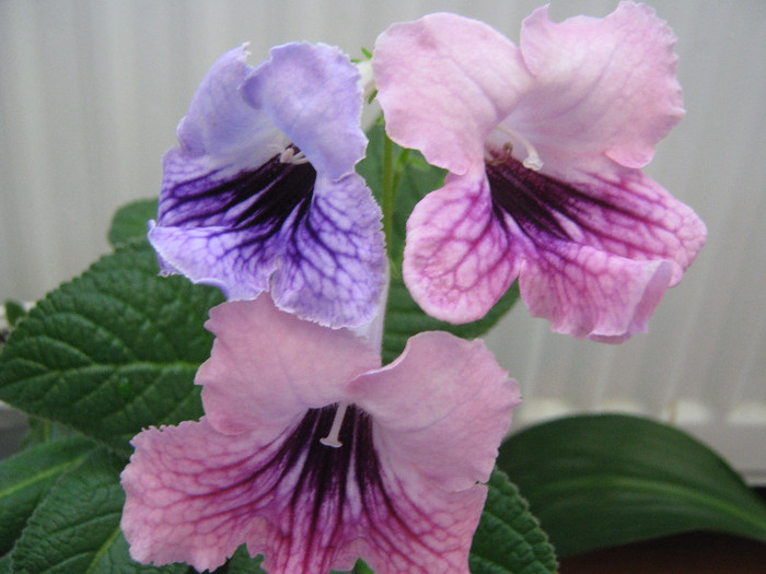  - streptocarpus DS Mistika