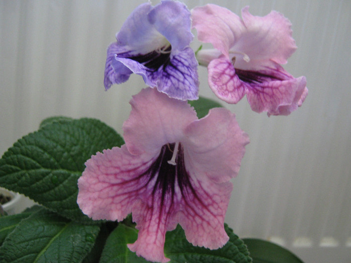  - streptocarpus DS Mistika