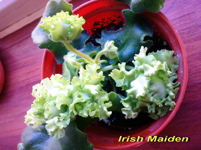 Irish Maiden (23-04-2012) - Violete 2012
