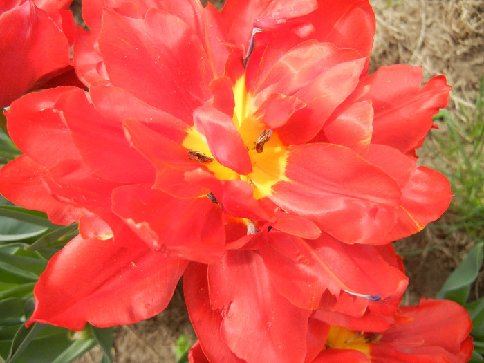 Tulipa Abba (2012, April 21) - Tulipa Abba