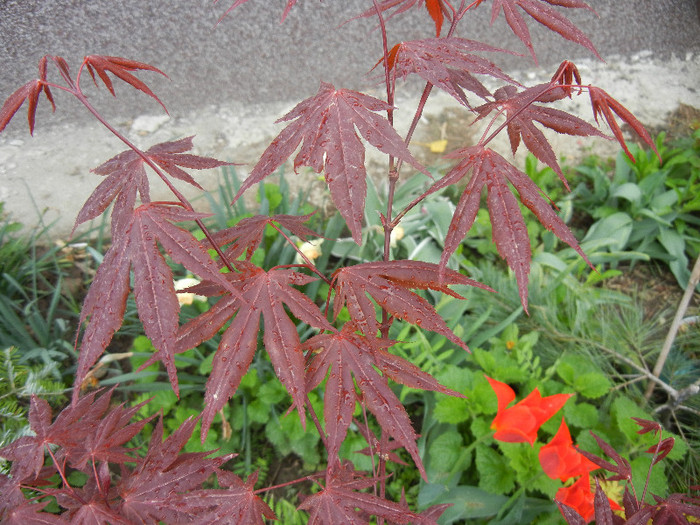 Acer palmatum Bloodgood (2012, Apr.20)