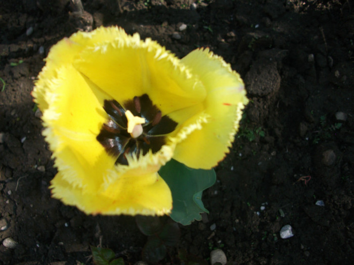 poze 3400 - gradina cu flori