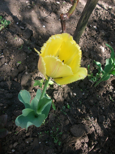 poze 3395 - gradina cu flori