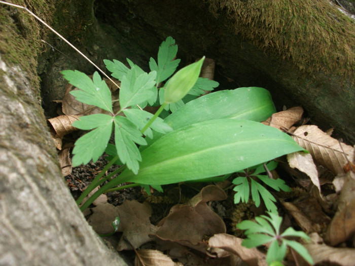 poze 3427 - flori in padure