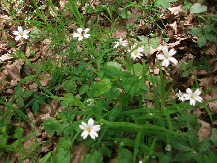 poze 3442 - flori in padure