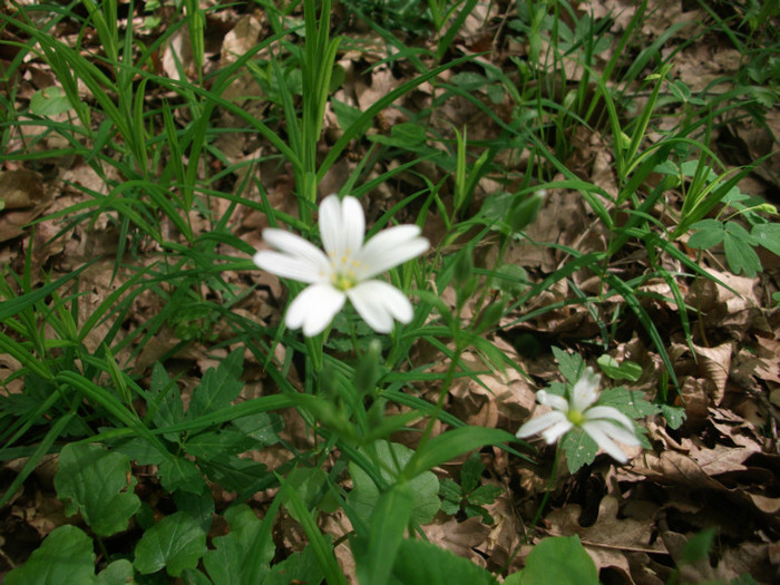 poze 3443 - flori in padure