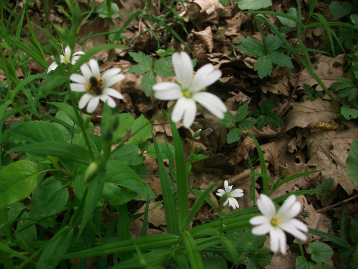 poze 3444 - flori in padure