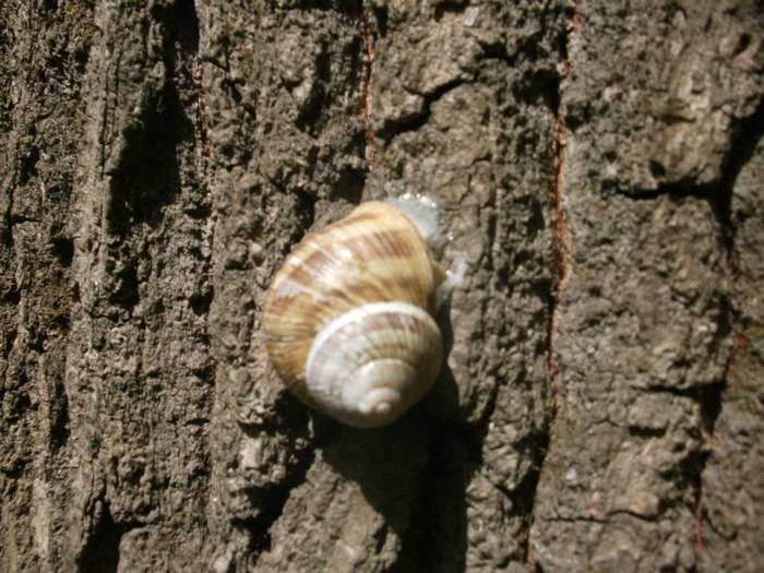 poze 3445 - flori in padure