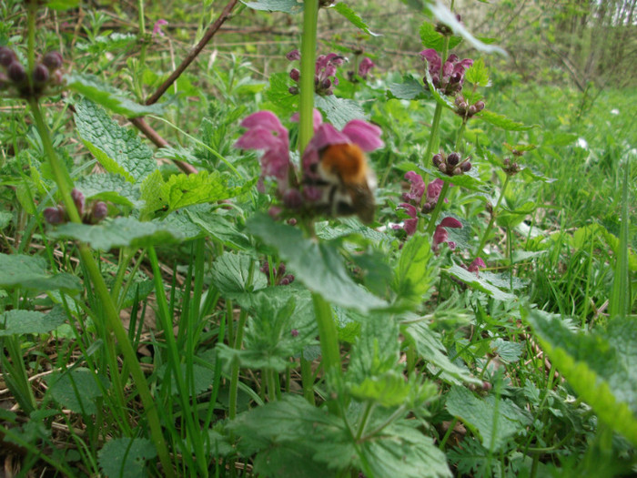 poze 3449 - flori in padure